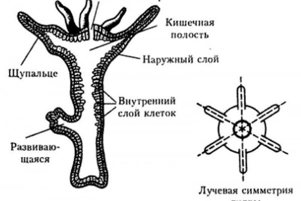 Ссылка на сайт omg omg onion