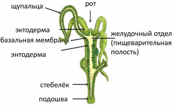 Заказать посылку с даркнета